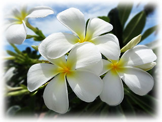 ハワイの花プルメリア